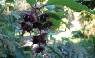 arbre aux faisains leycestria formosa