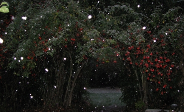 neige insolite en Octobre sur les baies d'églantier