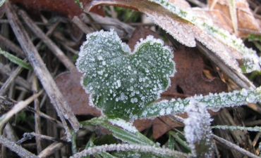 lierre terrestre et givre