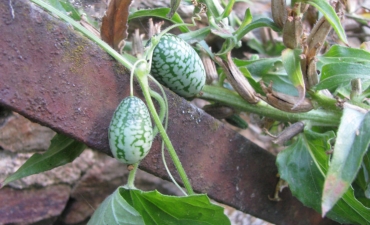 cucamelon