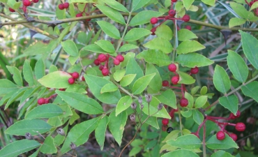 poivre de sichuan zanthoxylum piperitum