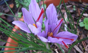 safran crocus