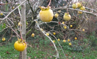 Diospyros kaki 'fuyu'