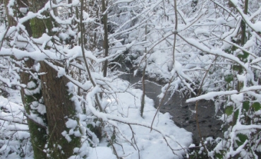 fleurs de neige