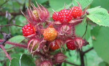 japanese wineberry, rubus phoenicolasius