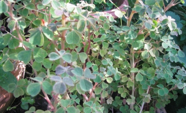 oca de Pérou, oxalis tuberosa